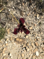Moraea lurida