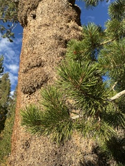 Pinus contorta