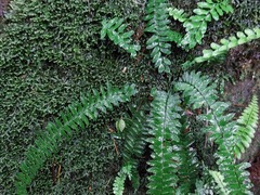 Asplenium normale