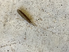 Oecetis