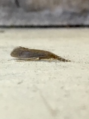 Oecetis
