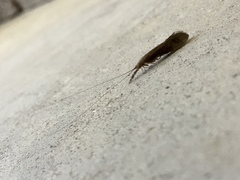 Oecetis