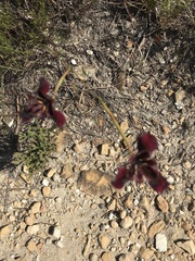 Moraea lurida