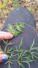 Lomatium dissectum