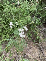 Florestina tripteris