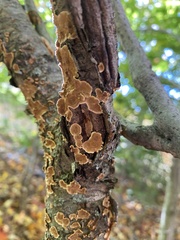 Steccherinum ochraceum