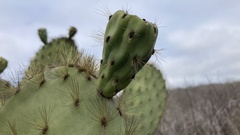 Opuntia galapageia