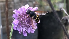 Sericomyia silentis