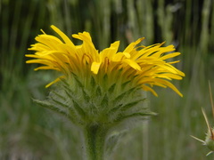 Pentanema montanum