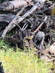 Setophaga palmarum hypochrysea