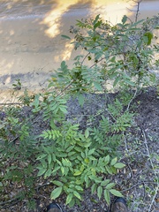 Wisteria floribunda