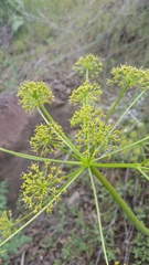 Lomatium multifidum