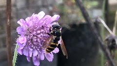 Sericomyia silentis