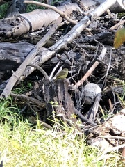 Setophaga palmarum hypochrysea