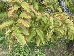 Metasequoia glyptostroboides