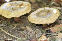 Paxillus involutus
