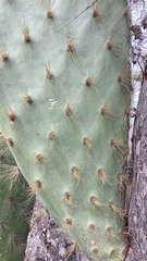 Opuntia galapageia
