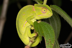 Chamaeleo dilepis