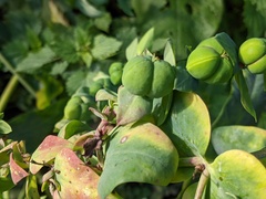 Euphorbia lathyris