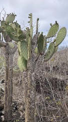 Opuntia galapageia