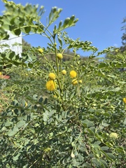 Leucaena retusa