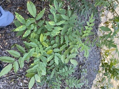 Wisteria floribunda