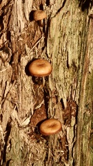 Armillaria gallica