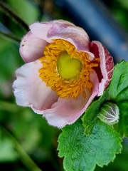 Anemoneae