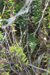 Cheilanthes contracta