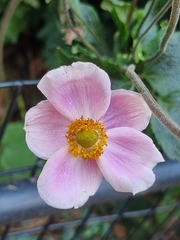 Anemoneae