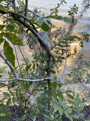 Wisteria floribunda