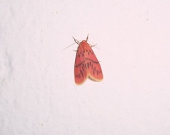 Miltochrista pingera