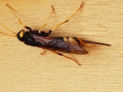 Urocerus gigas