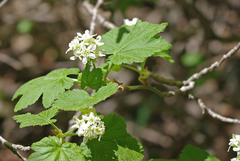 Ribes wolfii