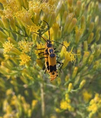 Chauliognathus fasciatus