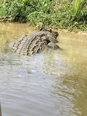 Crocodylus niloticus