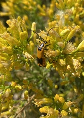 Chauliognathus fasciatus