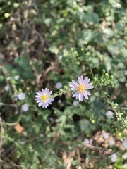 Symphyotrichum divaricatum
