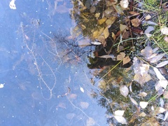 Utricularia vulgaris