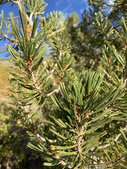 Pinus albicaulis
