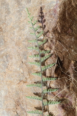 Cheilanthes contracta