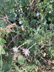 Symphyotrichum divaricatum