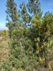 Widdringtonia nodiflora