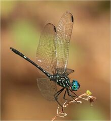 Dythemis nigra