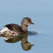 Least Grebe - Photo (c) Greg Lasley, some rights reserved (CC BY-NC), uploaded by Greg Lasley