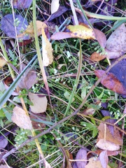 Myosotis scorpioides