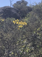 Handroanthus