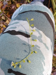 Myosotis scorpioides