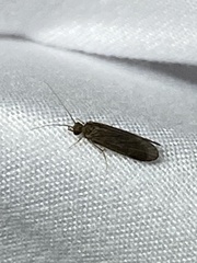 Polycentropodidae