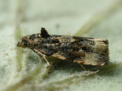 Endothenia gentianaeana